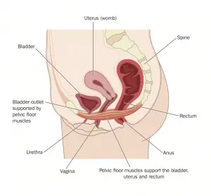 pelvic
