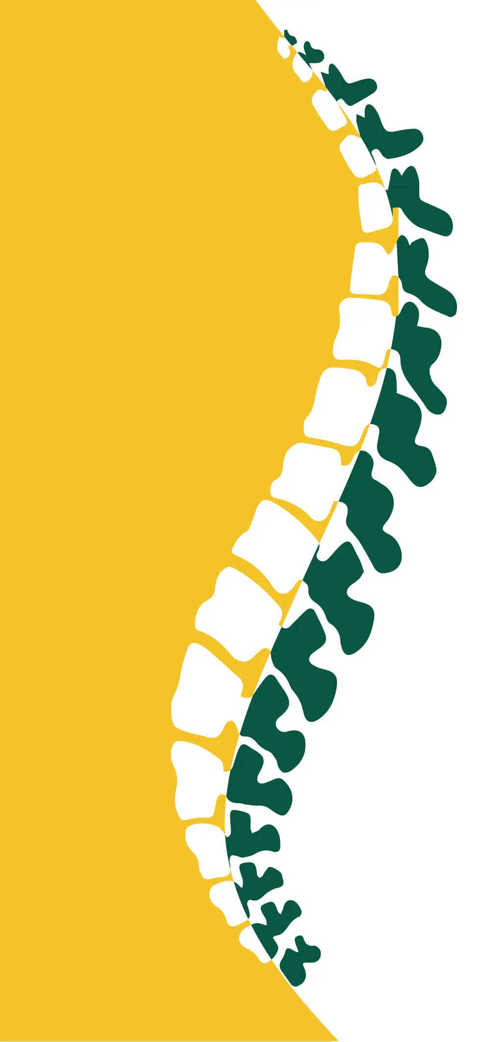 spine